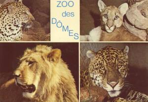 Panthère - Lion - Puma - Panthère