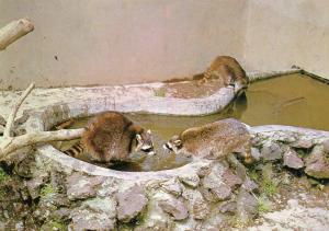 Ratons laveurs