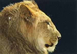 Tarras le lion