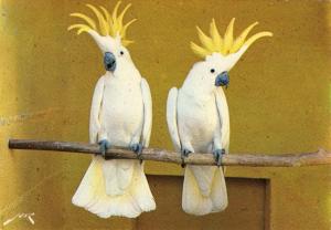 Grands Cacatoès à huppe jaune (Australie)