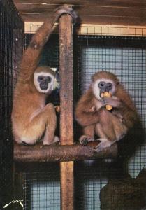 Gibbons à mains blanches