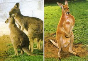 Kangourous gris - Kangourou roux