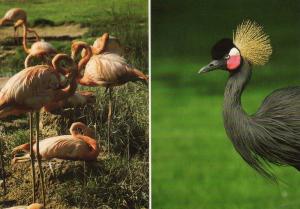Flamants de Cuba - Grue couronnée