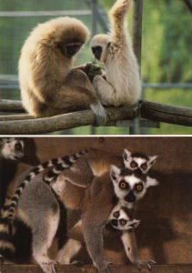 Gibbon et son petit - Maki catta et ses petits