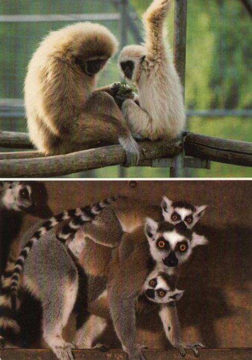Gibbon et son petit - Maki catta et ses petits