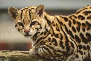 Ocelot