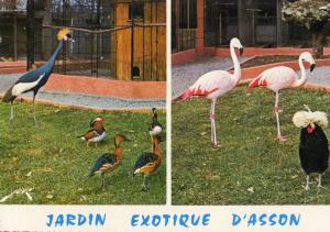 Flamants du Chili, Coq hollandais, Grue couronnée, Canards Mandarins