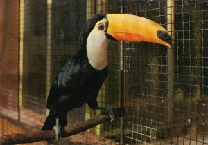 Toucan toco