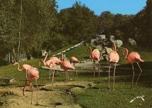 Flamants roses de Cuba