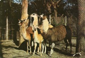 Lamas du Pérou