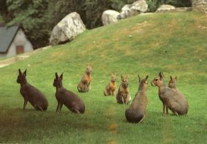 Maras
