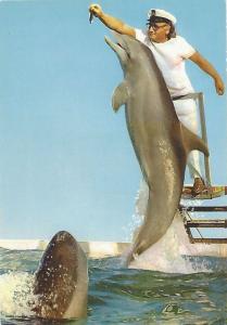Les Dauphins