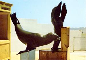"Julia" ours de mer d'Afrique du Sud - 1987