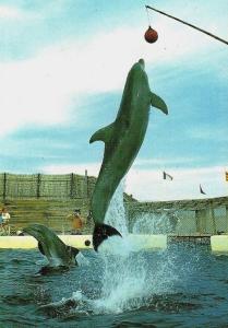 Buddy - Les Dauphins
