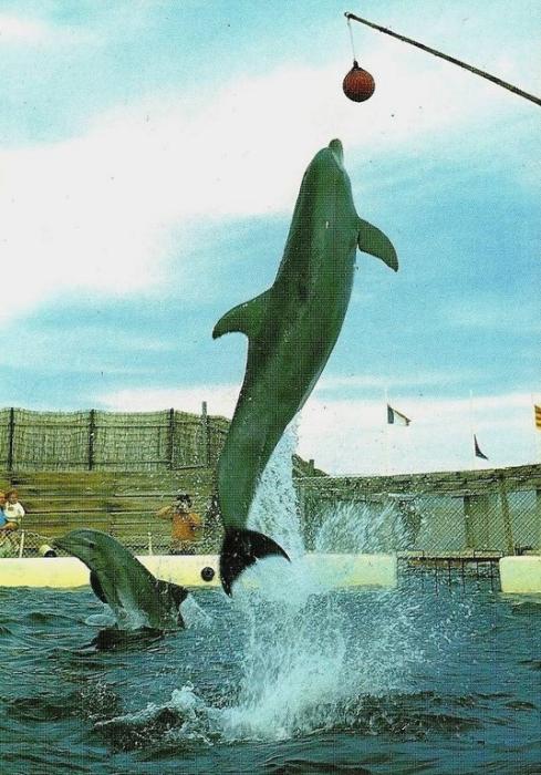 Buddy - Les Dauphins