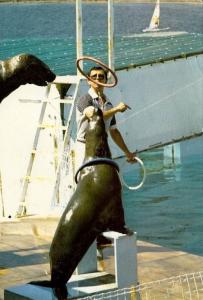 "Julia" Otarie ours de mer