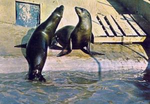 Otaries ours de Mer (Afrique du Sud)