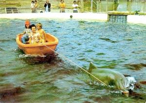 Spectacle dauphins
