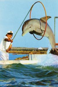 Les Dauphins