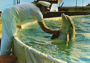 Les Dauphins - 1983