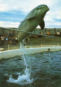 Daisy - Les Dauphins