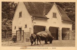 Bisons
