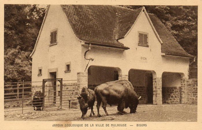 Bisons