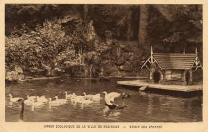 Bassin des canards