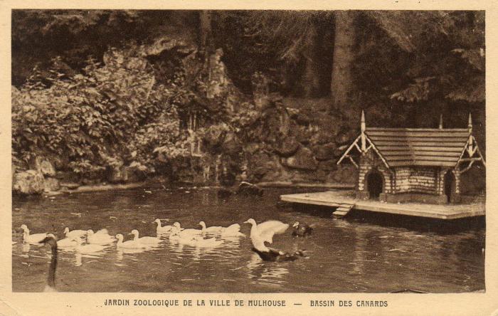 Bassin des canards