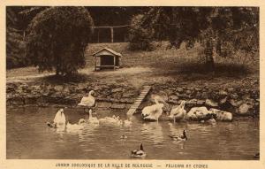 Pélicans er cygnes