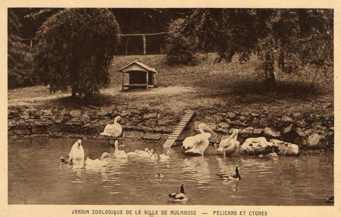 Pélicans er cygnes