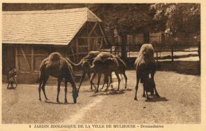 Dromadaires