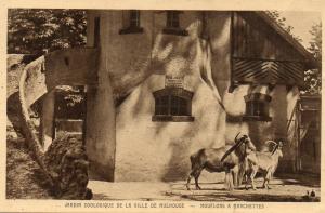 Mouflon à manchettes