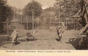 Mouflon à manchettes - Antilopes des Indes