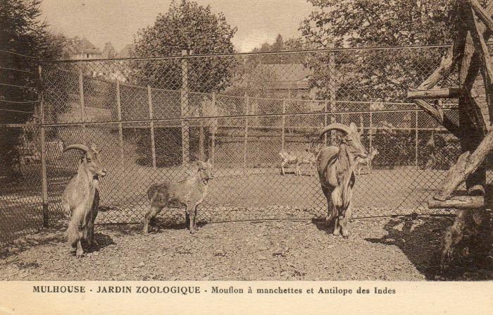 Mouflon à manchettes - Antilopes des Indes