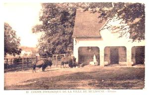 Bisons
