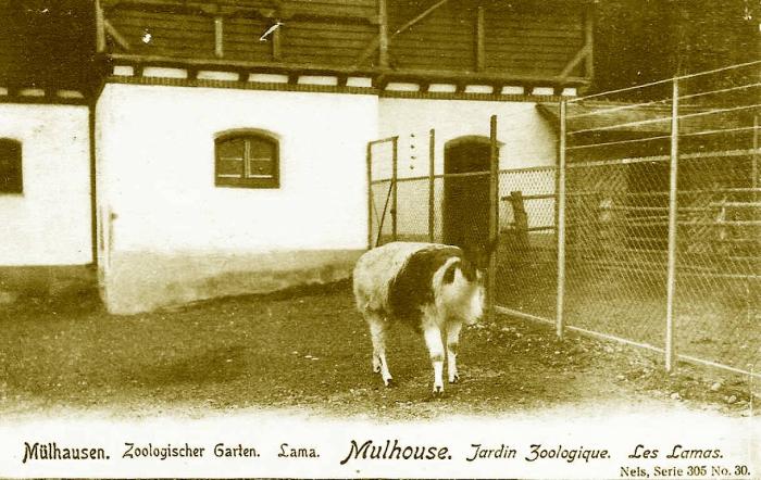 Les Lamas
