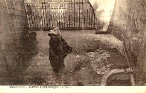 L'ours