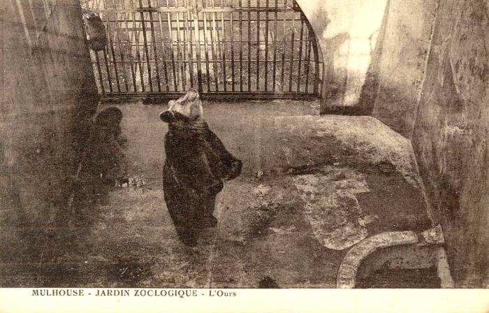L'ours