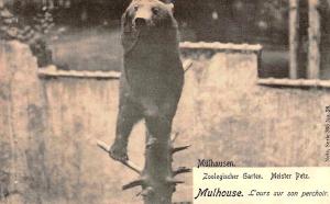 L'ours sur son perchoir - 1907