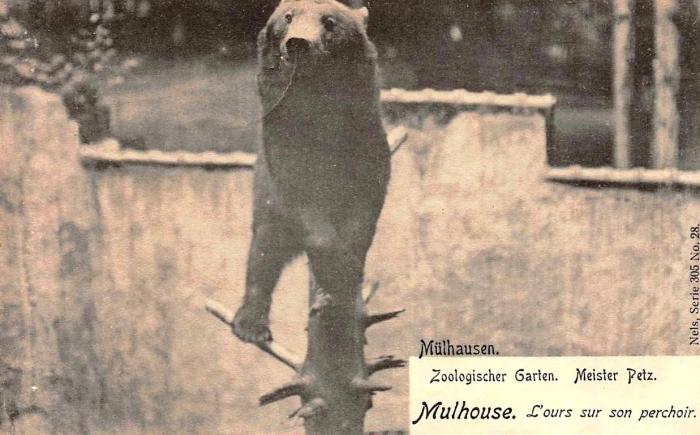 L'ours sur son perchoir - 1907