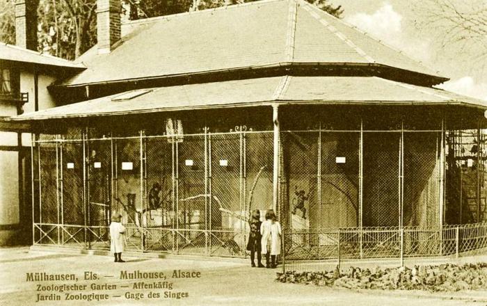 Cage des singes