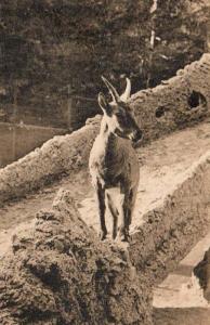 Capricorne - 1954