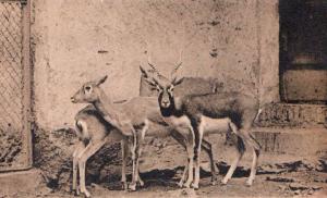 Antilopes des Indes - 1954