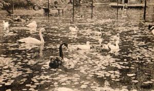 Bassin des cygnes et des canards - 1954