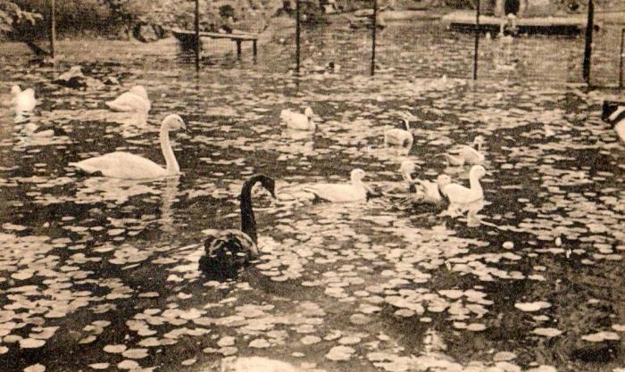 Bassin des cygnes et des canards - 1954