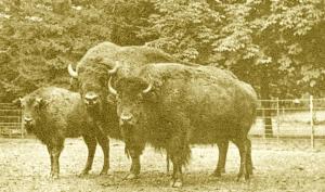 Bisons