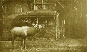 Cerf Wapiti