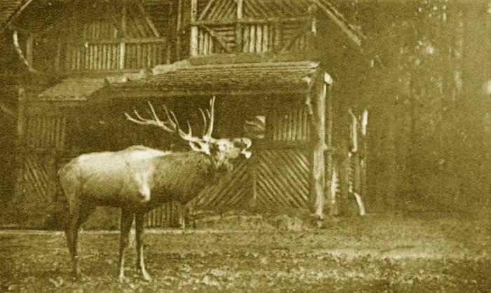 Cerf Wapiti