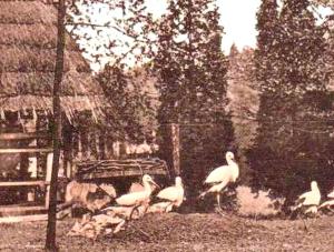 Les cigognes